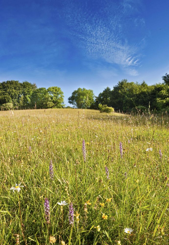 Cotswold Commons and Beechwoods national nature reserve (Cranham, Gloucestershire)
