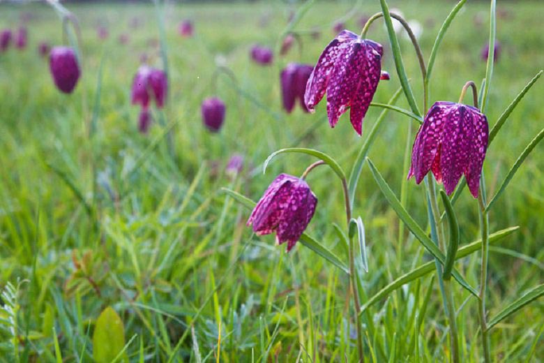 Mottey Meadows National Nature Reserve (Stafford, Staffordshire)