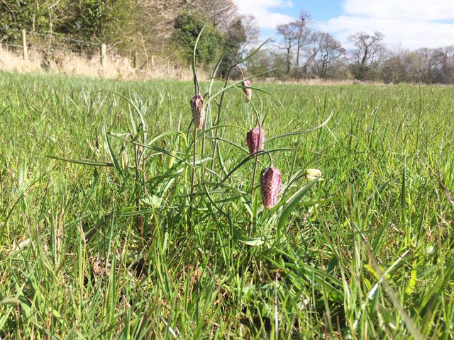 Mottey Meadows National Nature Reserve (Stafford, Staffordshire)