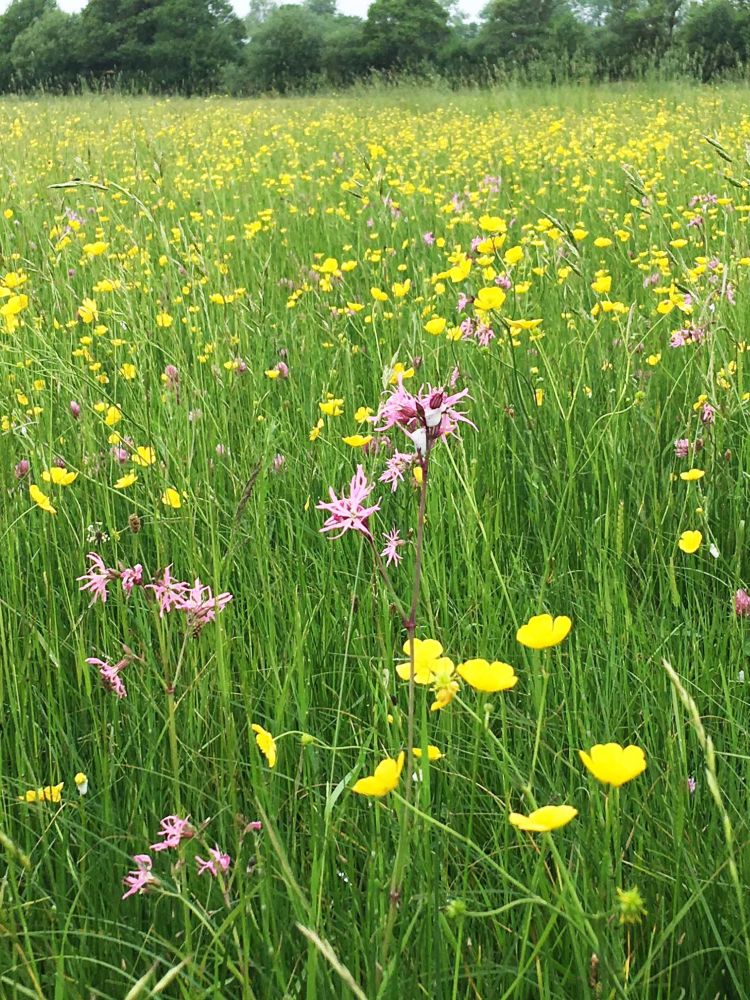 Mottey Meadows National Nature Reserve (Stafford, Staffordshire)
