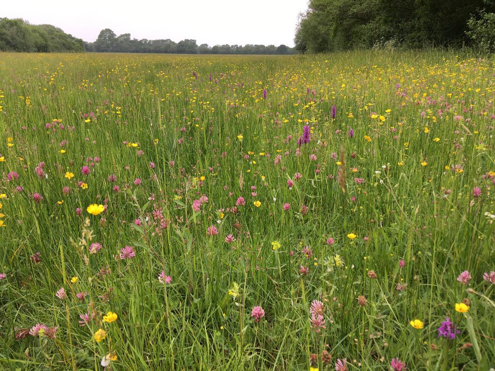 Mottey Meadows National Nature Reserve (Stafford, Staffordshire)