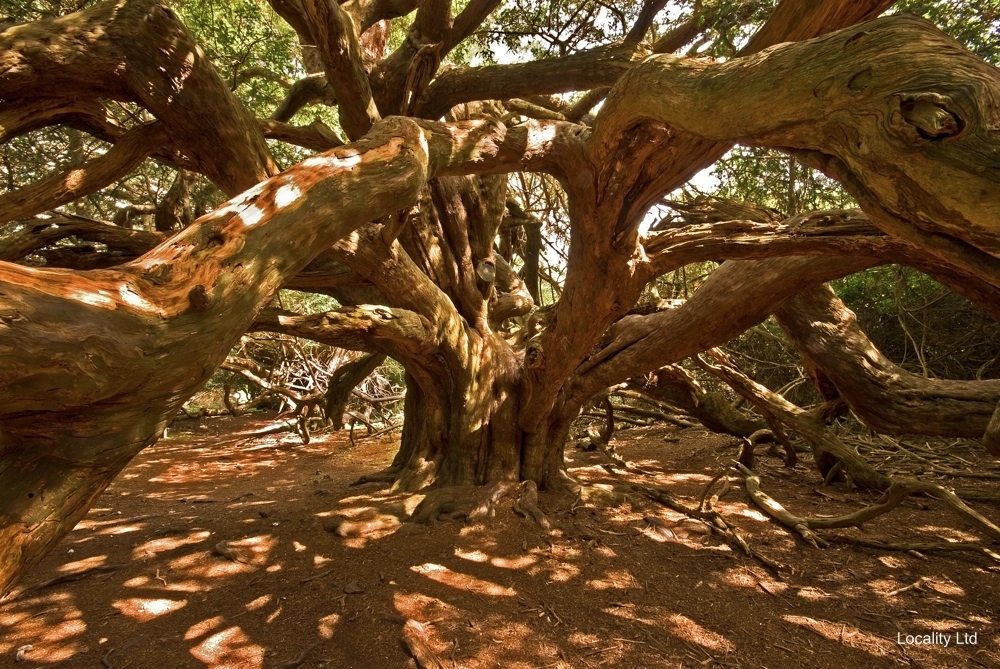 The oldest Yew trees in the UK (Chichester, West Sussex)