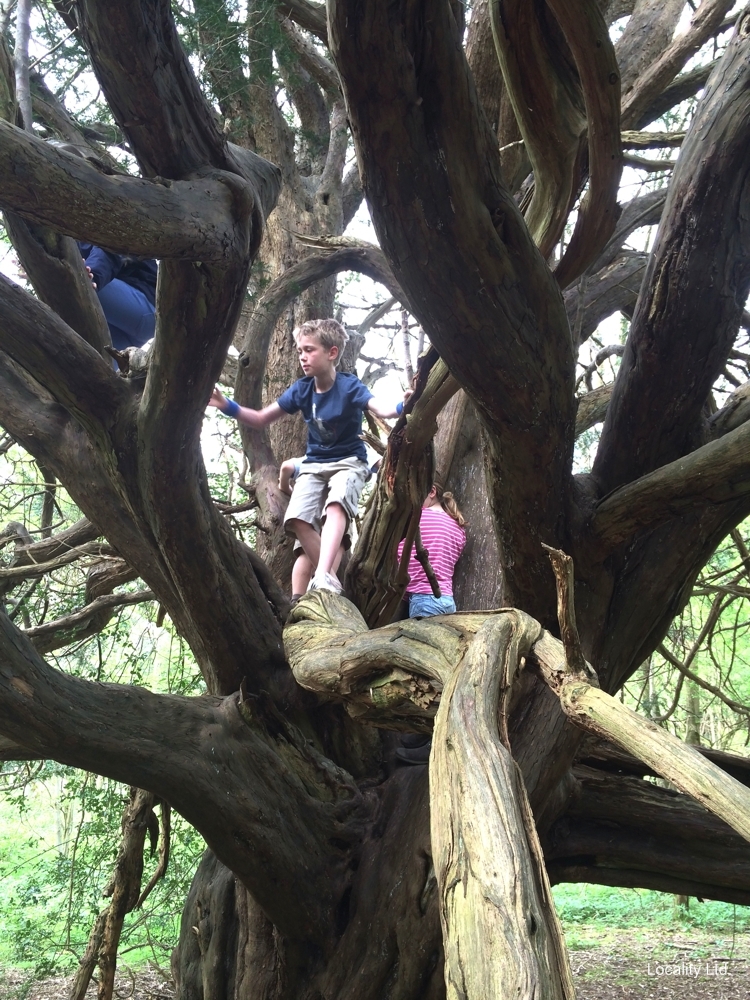 The oldest Yew trees in the UK (Chichester, West Sussex)