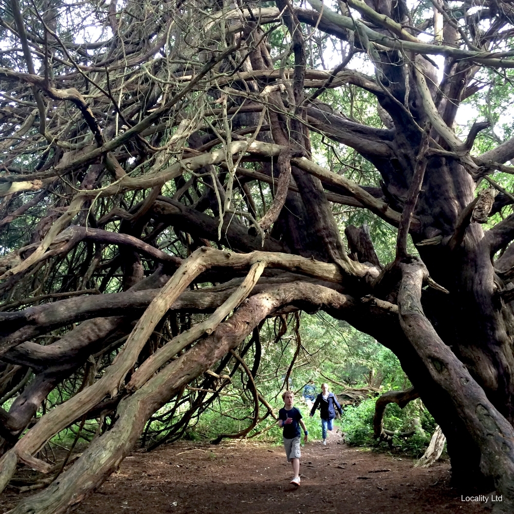 The oldest Yew trees in the UK (Chichester, West Sussex)