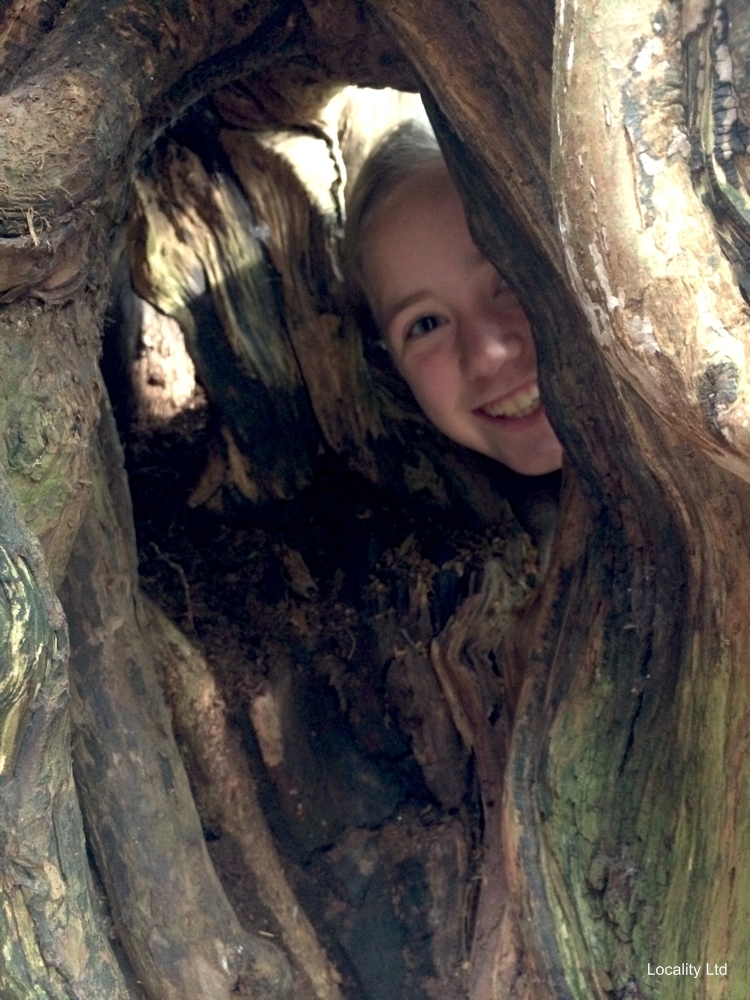 The oldest Yew trees in the UK (Chichester, West Sussex)