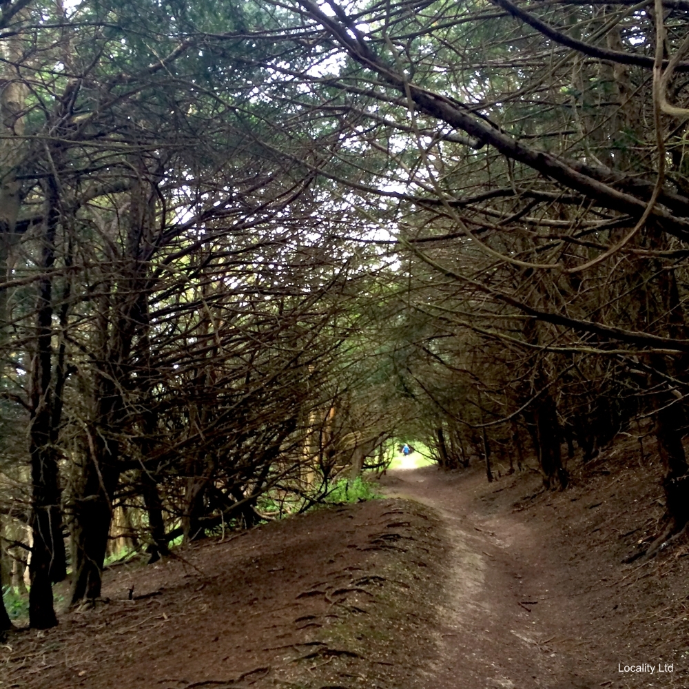 The oldest Yew trees in the UK (Chichester, West Sussex)