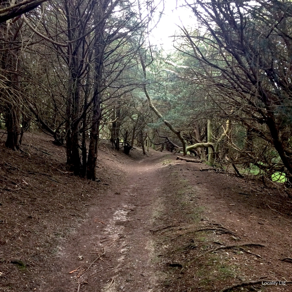 The oldest Yew trees in the UK (Chichester, West Sussex)