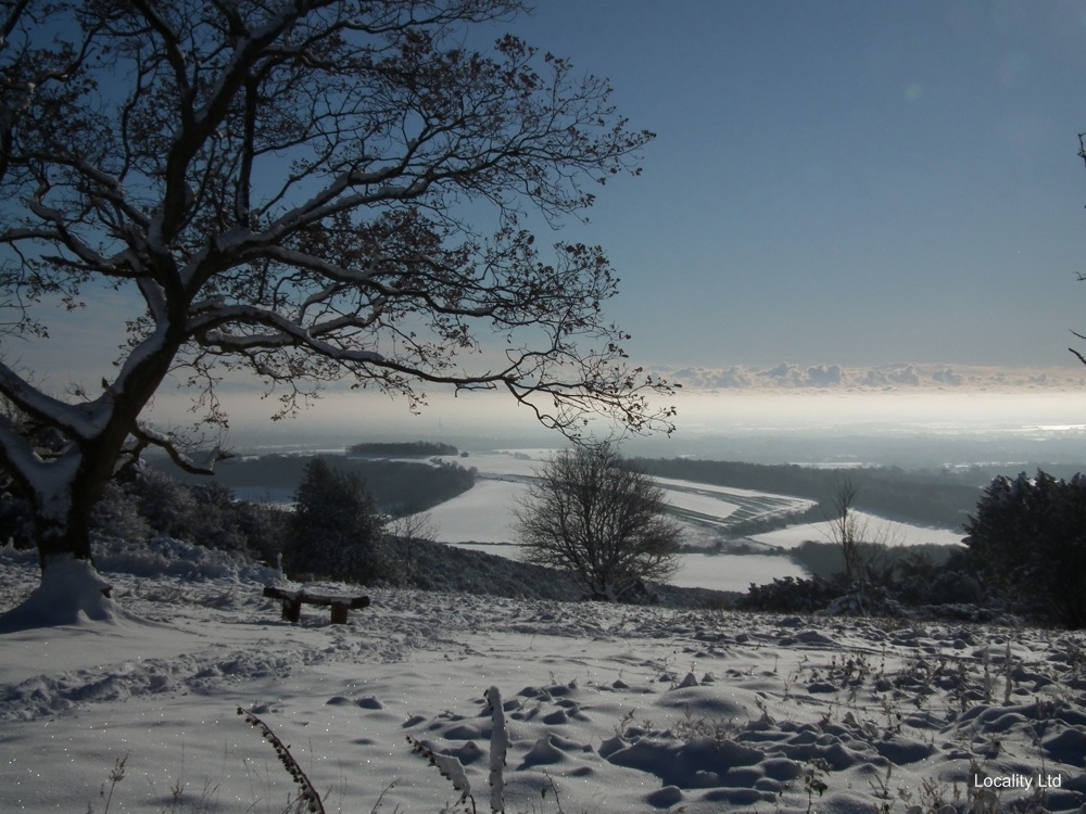 The oldest Yew trees in the UK (Chichester, West Sussex)