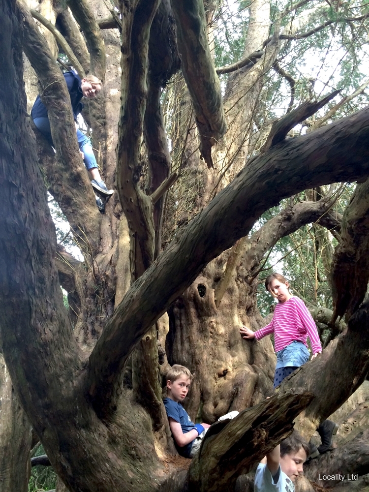 The oldest Yew trees in the UK (Chichester, West Sussex)