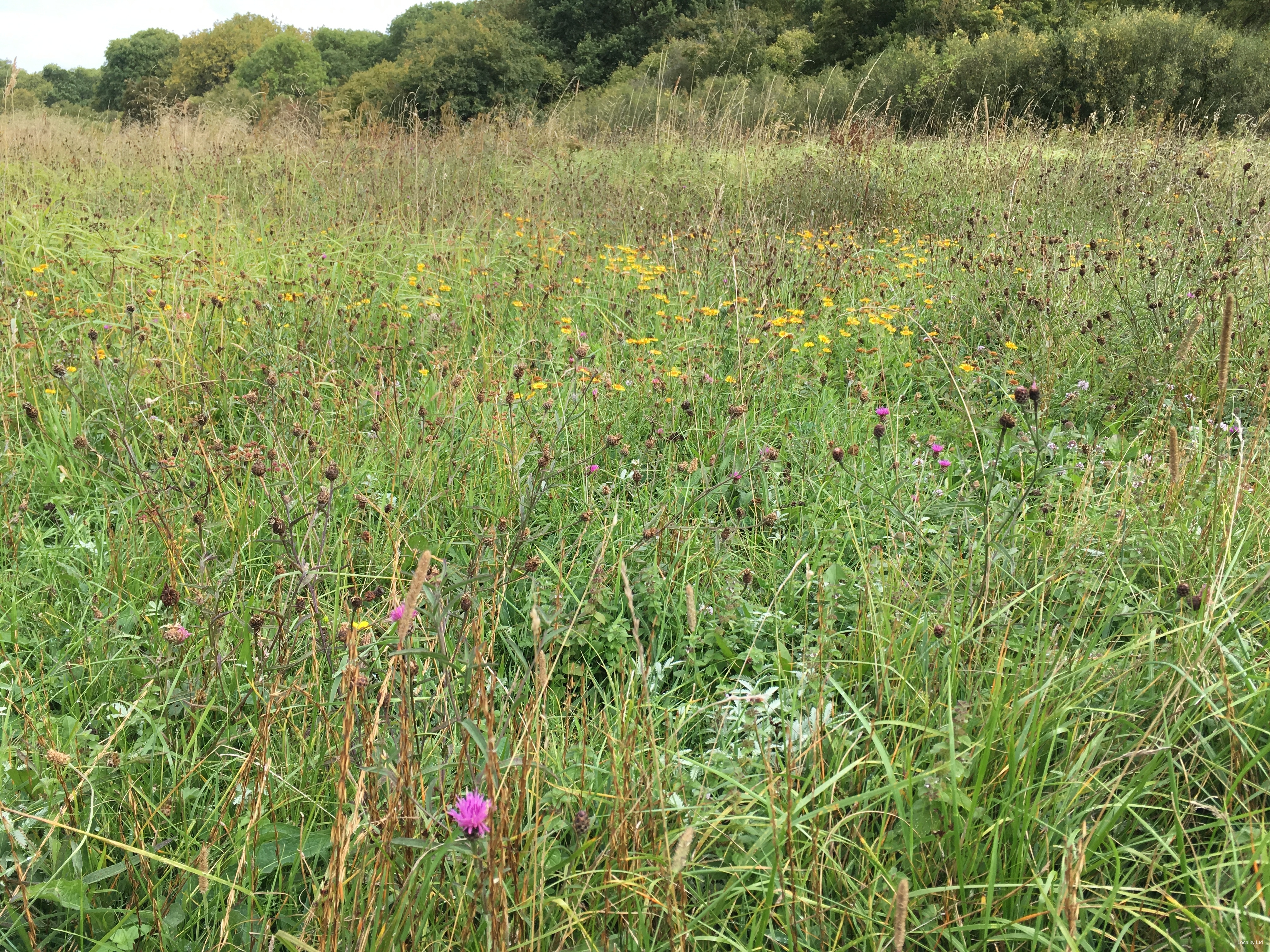 Ancient woodland, open grassland and overgrown scrub areas, and a few ponds. (Peterborough, Cambridgeshire)