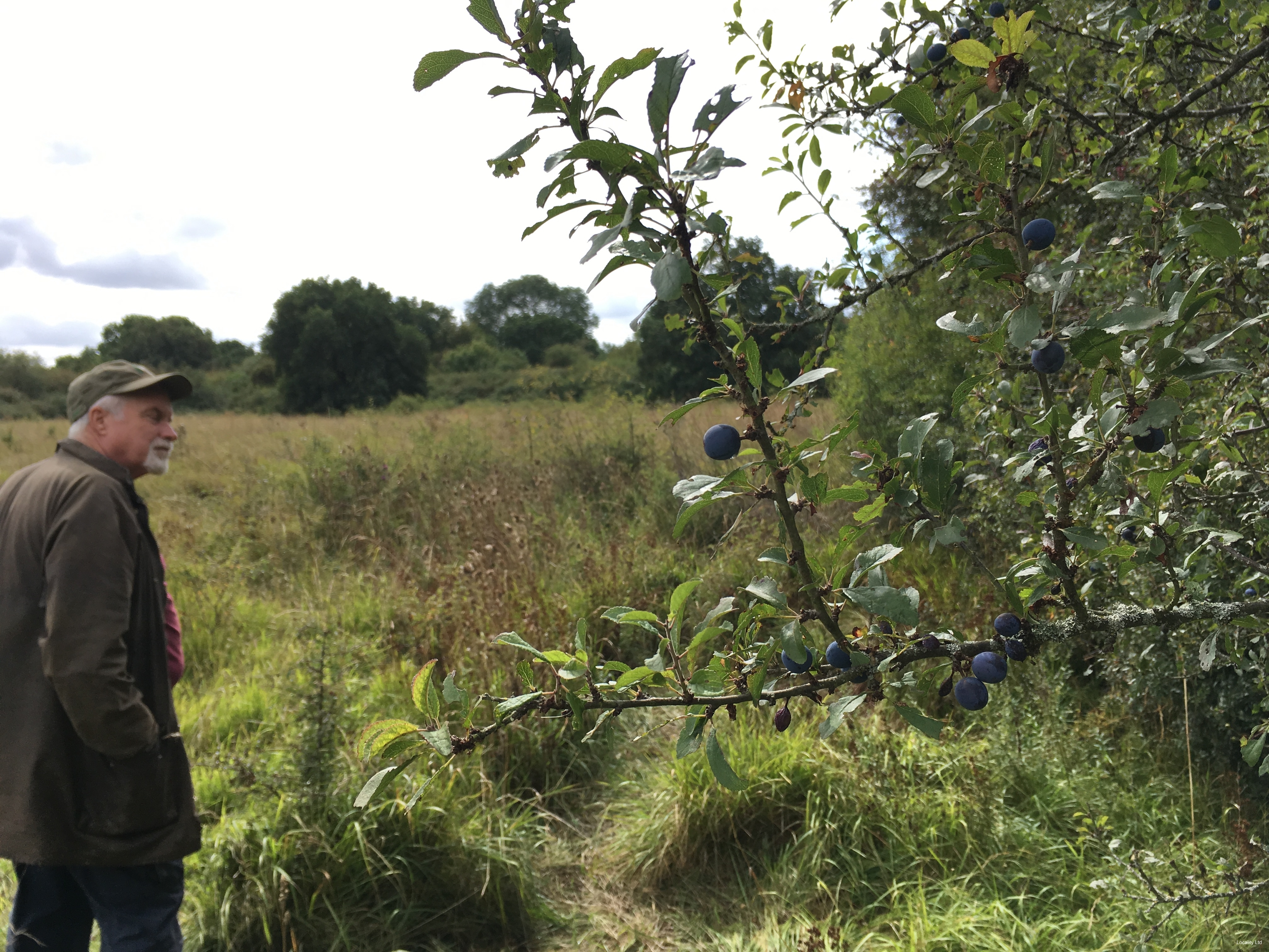 Ancient woodland, open grassland and overgrown scrub areas, and a few ponds. (Peterborough, Cambridgeshire)