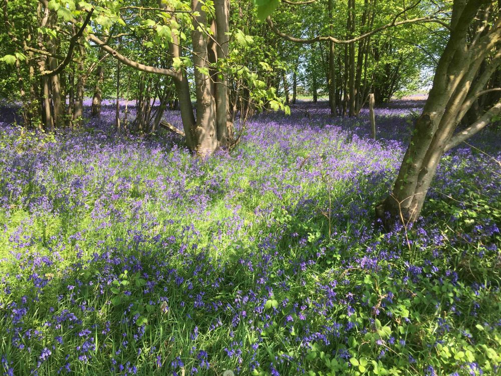 Aqualate Mere National Nature Reserve - a beautiful wetland spread across 210 hectares.