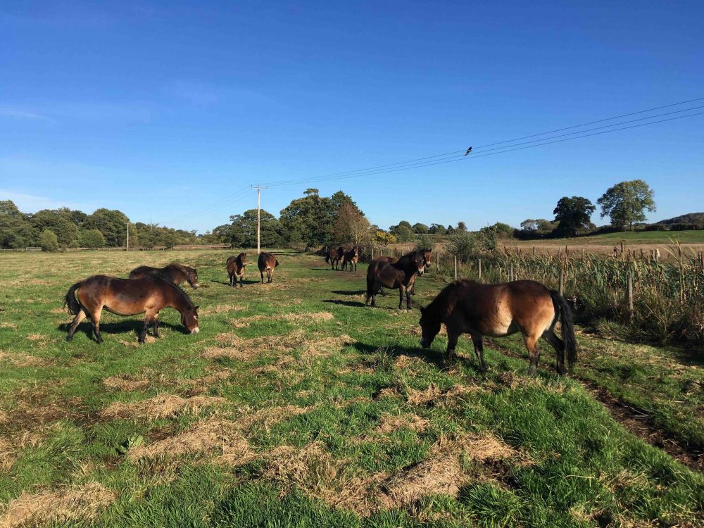 Aqualate Mere National Nature Reserve - a beautiful wetland spread across 210 hectares.