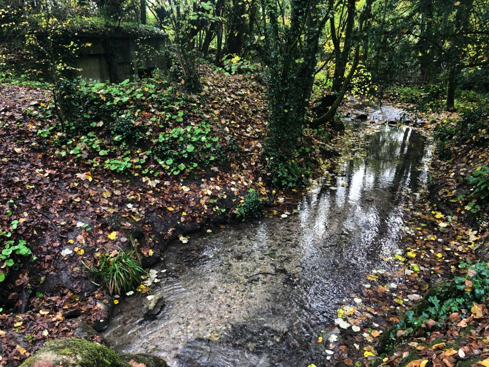 Ashford Hangers Nature reserve film and photoshoot location (Near petersfield, Hampshire)