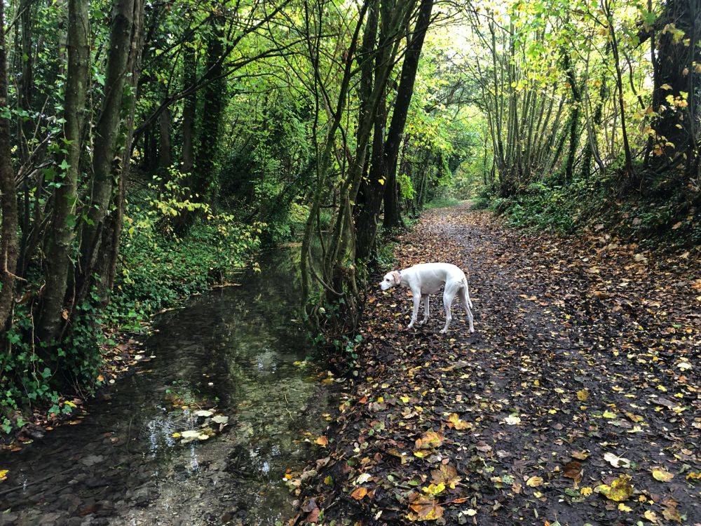 Ashford Hangers Nature reserve film and photoshoot location (Near petersfield, Hampshire)