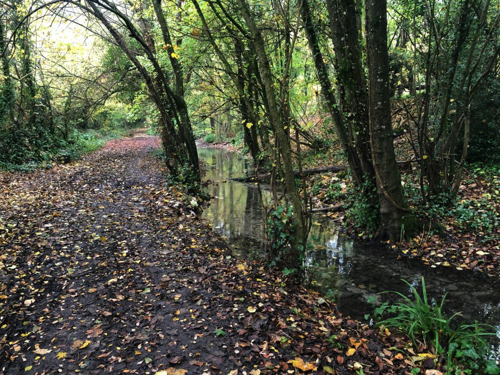 Ashford Hangers Nature reserve film and photoshoot location (Near petersfield, Hampshire)