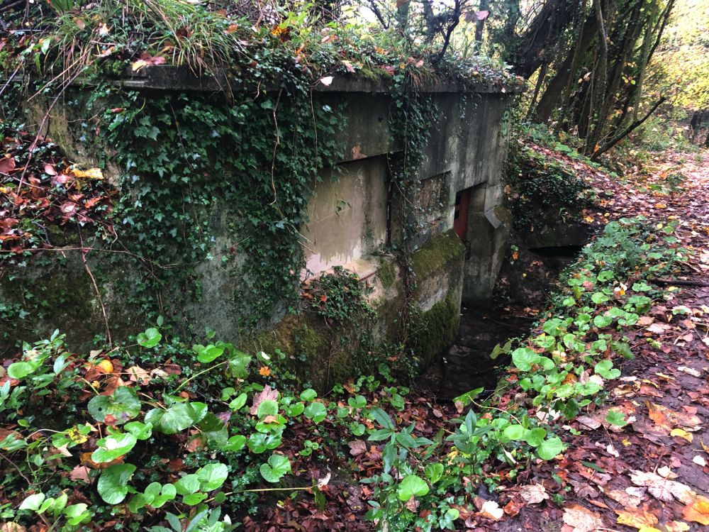 Ashford Hangers Nature reserve film and photoshoot location (Near petersfield, Hampshire)
