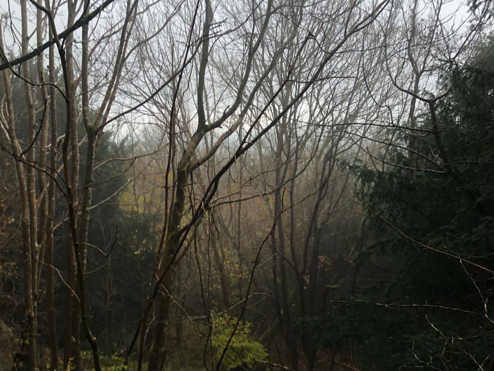 Ashford Hangers Nature reserve film and photoshoot location (Near petersfield, Hampshire)