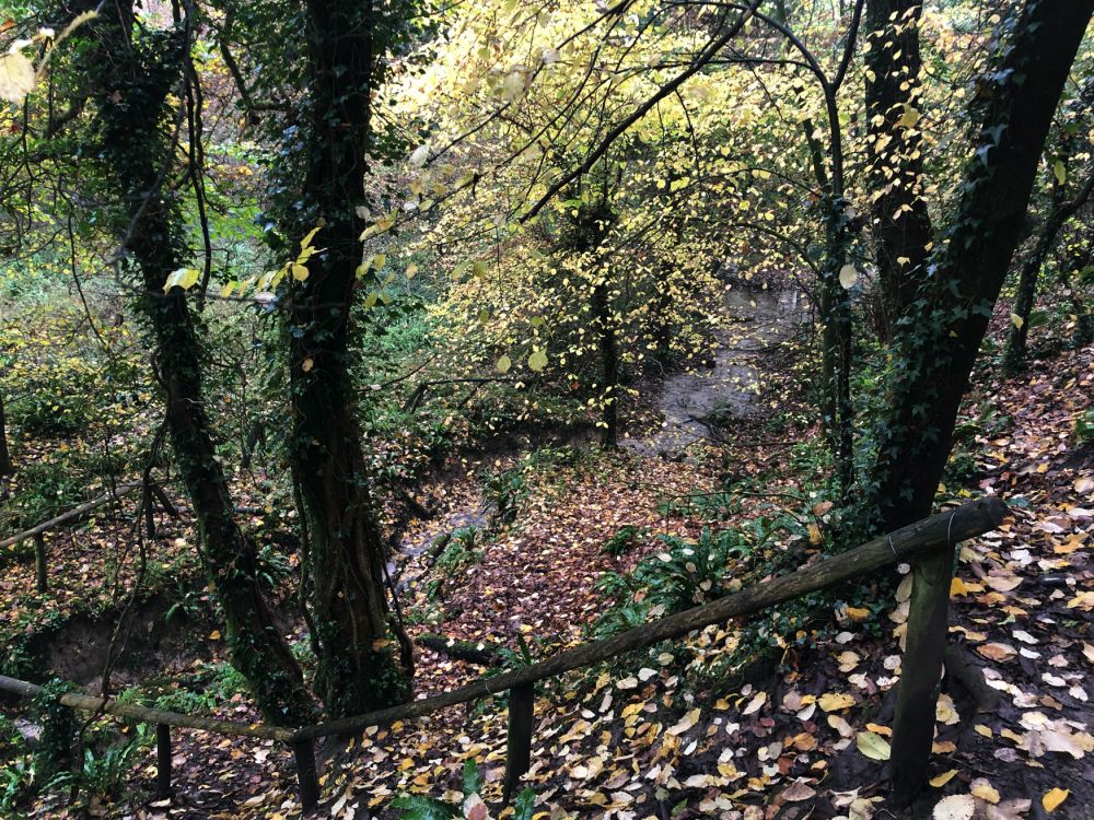Ashford Hangers Nature reserve film and photoshoot location (Near petersfield, Hampshire)