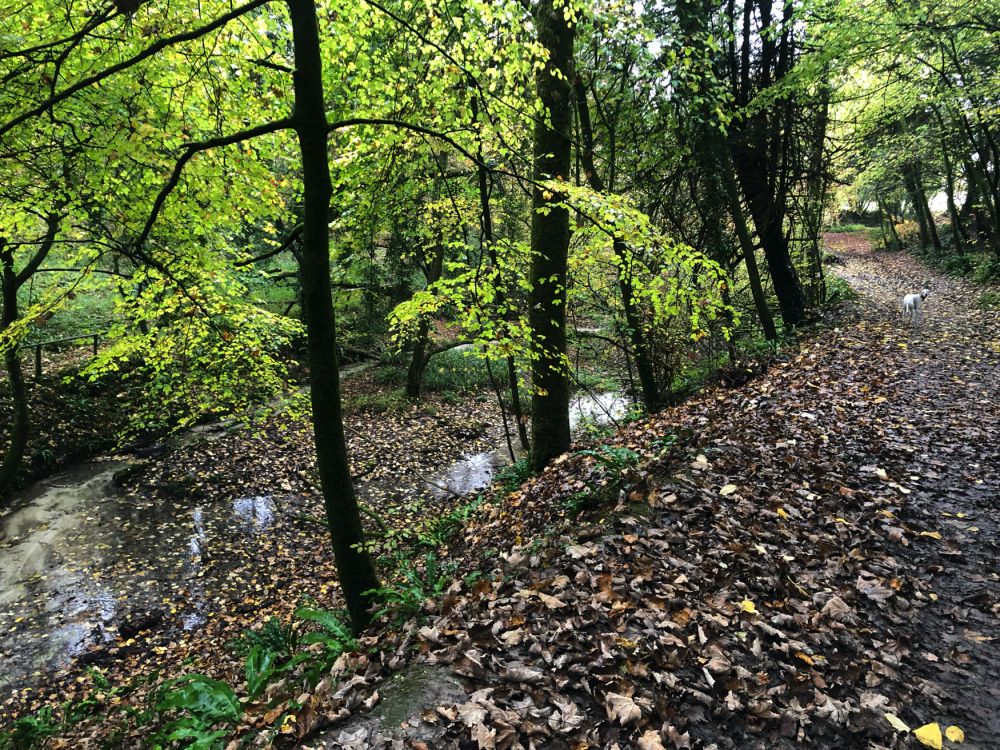 Ashford Hangers Nature reserve film and photoshoot location (Near petersfield, Hampshire)