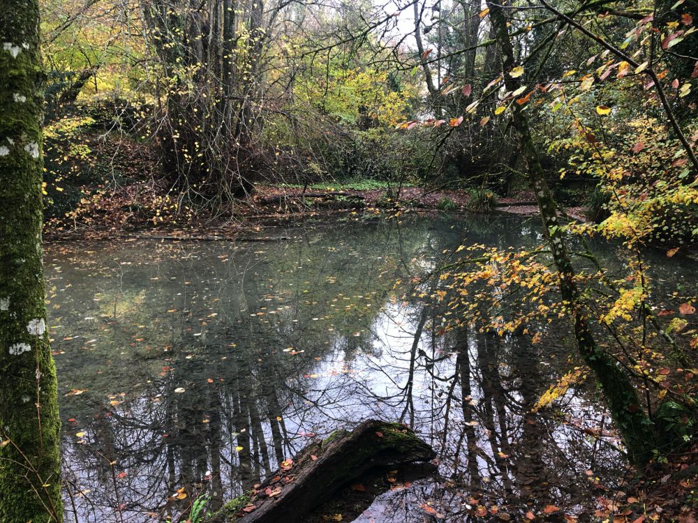 Ashford Hangers Nature reserve film and photoshoot location (Near petersfield, Hampshire)