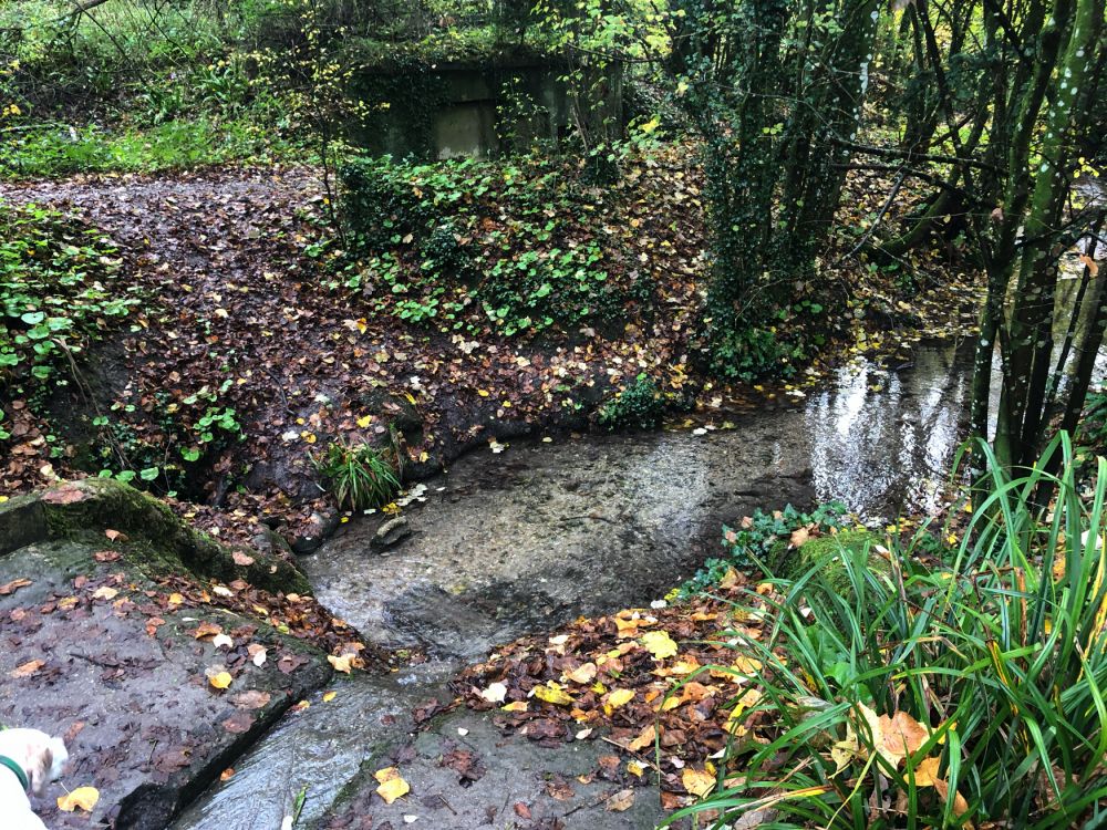 Ashford Hangers Nature reserve film and photoshoot location (Near petersfield, Hampshire)