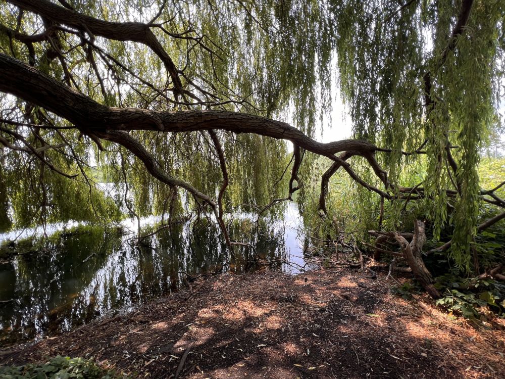Walthamstow Wetlands nature reserve and reservoirs (London)