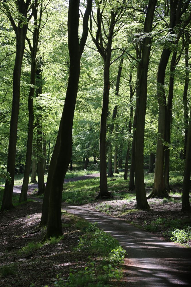 A stunning  estate for film and photoshoot location (Stokenchurch, Buckinghamshire)