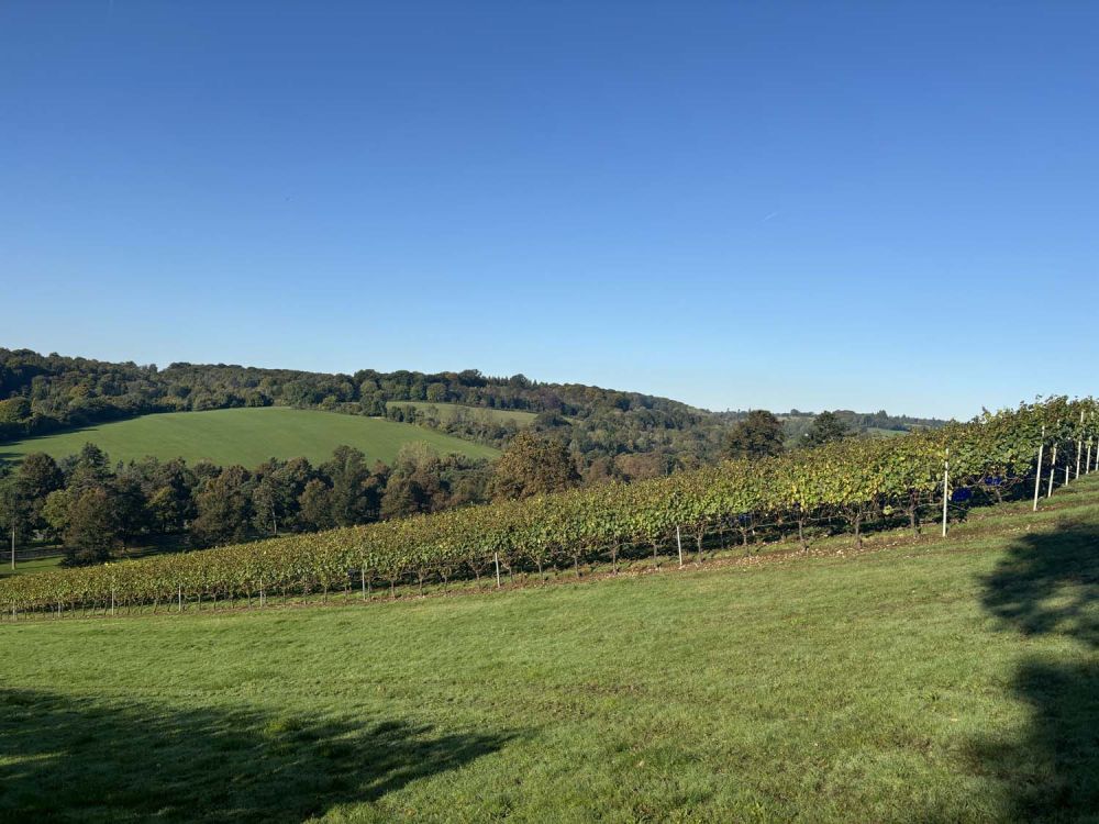 Vineyards with stunning countryside views for film and photoshoot hire (Henley-on-Thames)