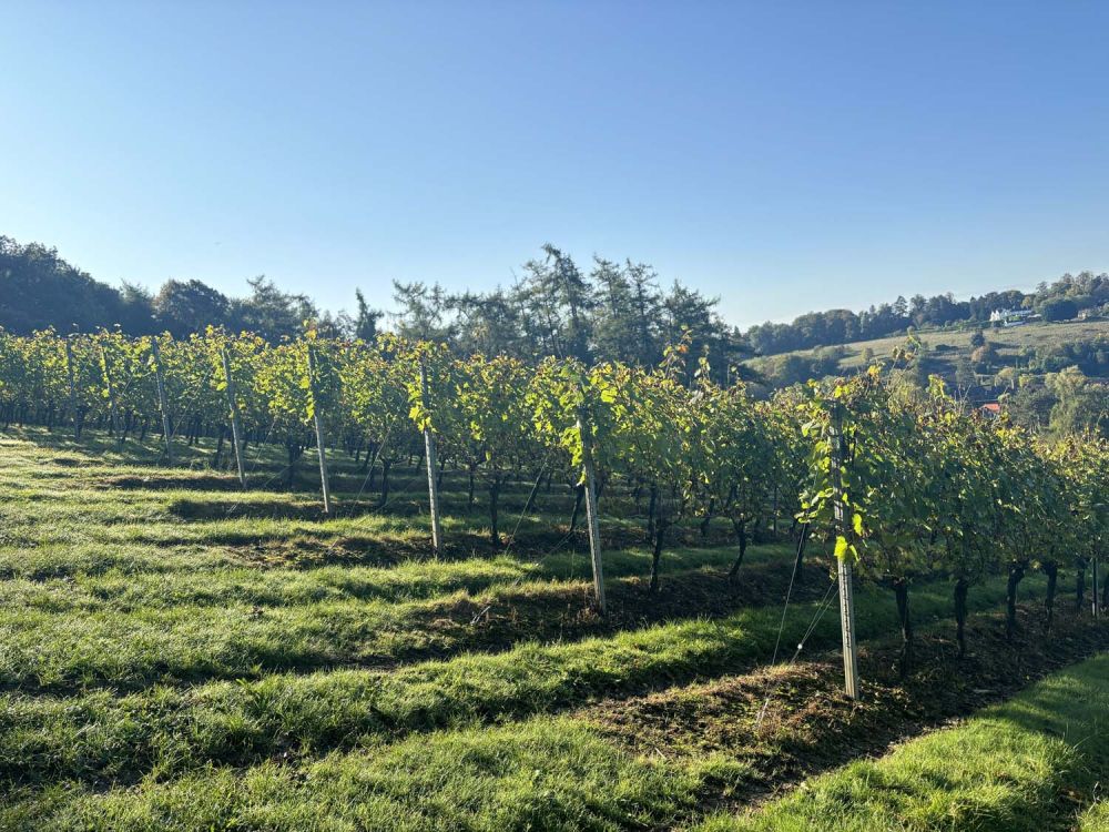 Vineyards with stunning countryside views for film and photoshoot hire (Henley-on-Thames)