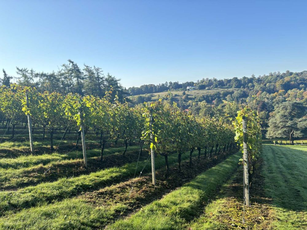 Vineyards with stunning countryside views for film and photoshoot hire (Henley-on-Thames)