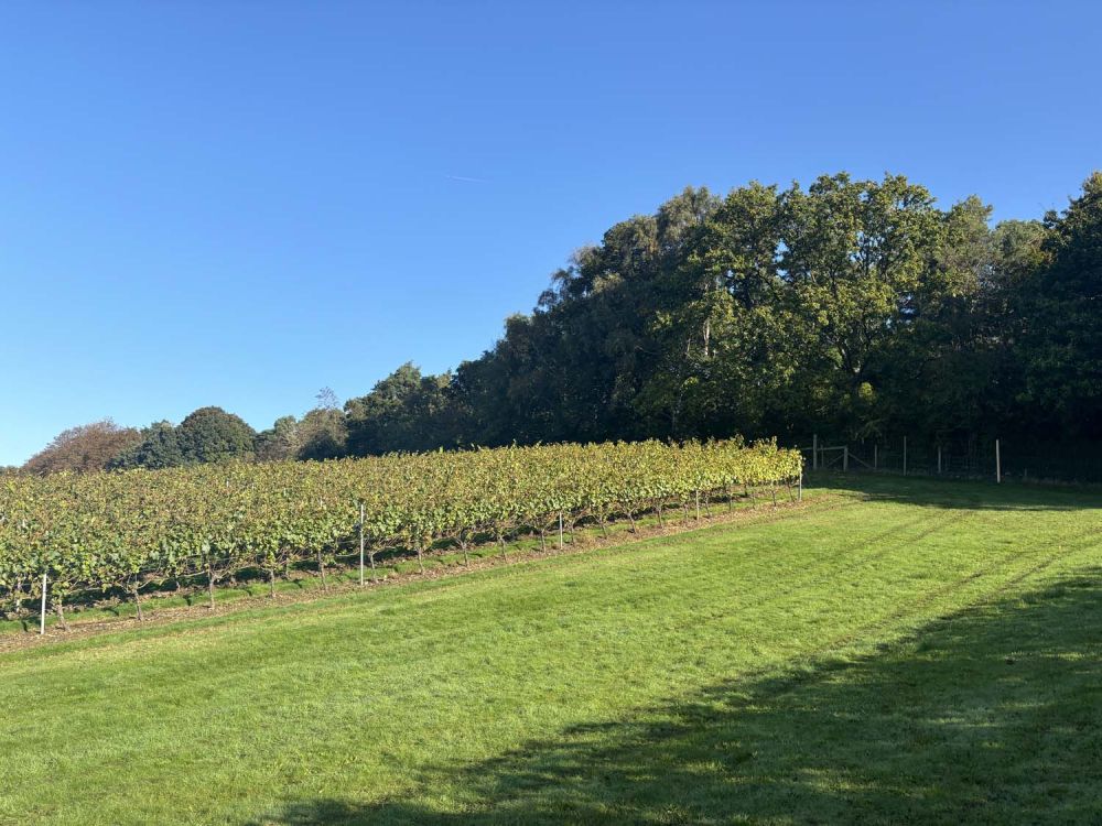 Vineyards with stunning countryside views for film and photoshoot hire (Henley-on-Thames)