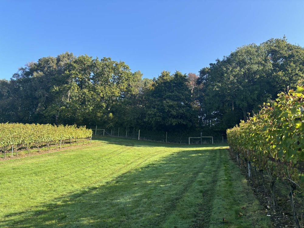 Vineyards with stunning countryside views for film and photoshoot hire (Henley-on-Thames)