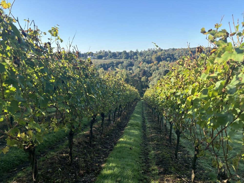 Vineyards with stunning countryside views for film and photoshoot hire (Henley-on-Thames)