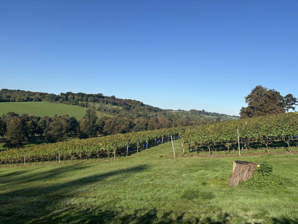 Vineyards with stunning countryside views for film and photoshoot hire (Henley-on-Thames)