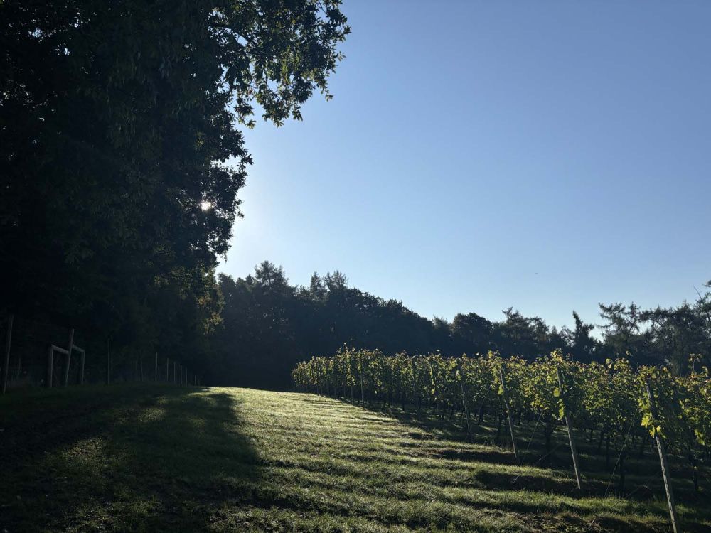 Vineyards with stunning countryside views for film and photoshoot hire (Henley-on-Thames)