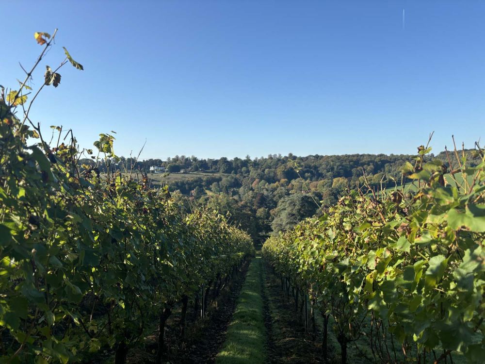 Vineyards with stunning countryside views for film and photoshoot hire (Henley-on-Thames)