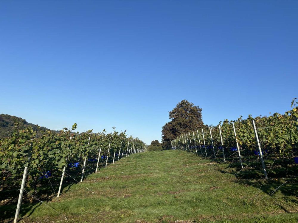 Vineyards with stunning countryside views for film and photoshoot hire (Henley-on-Thames)