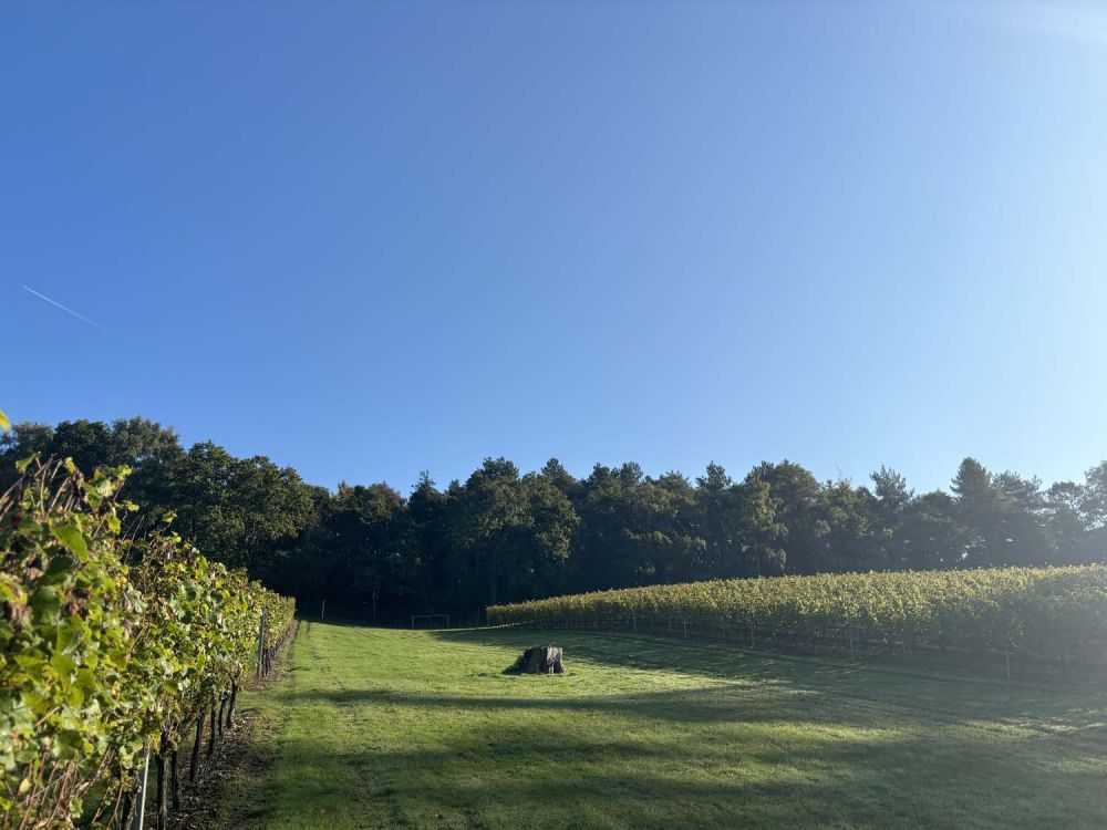 Vineyards with stunning countryside views for film and photoshoot hire (Henley-on-Thames)