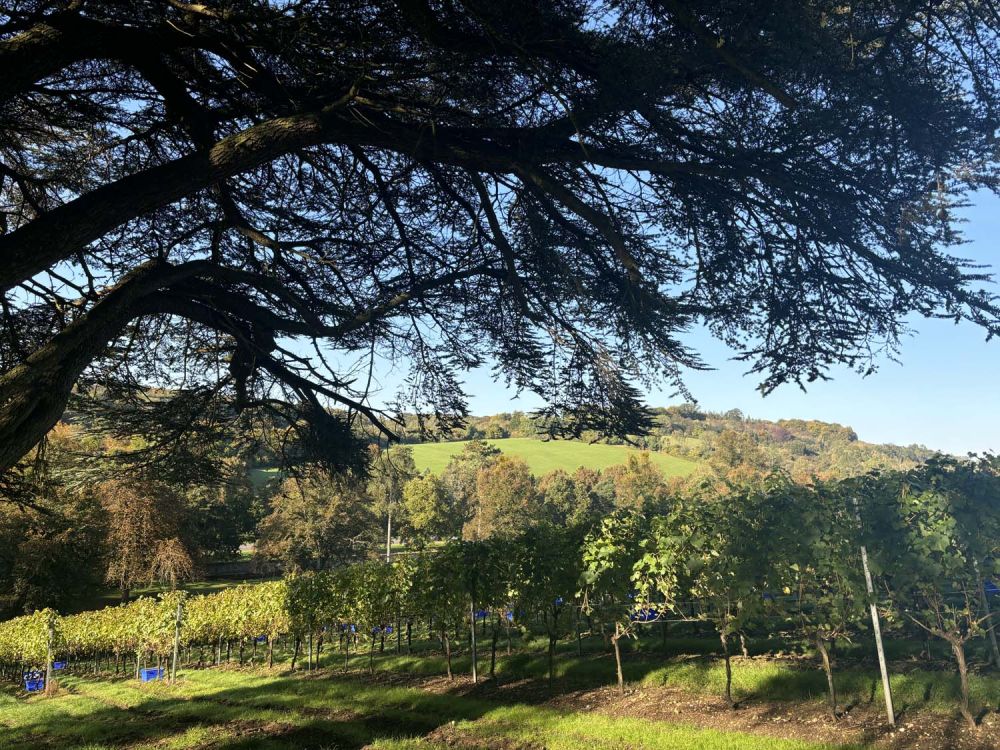 Vineyards with stunning countryside views for film and photoshoot hire (Henley-on-Thames)