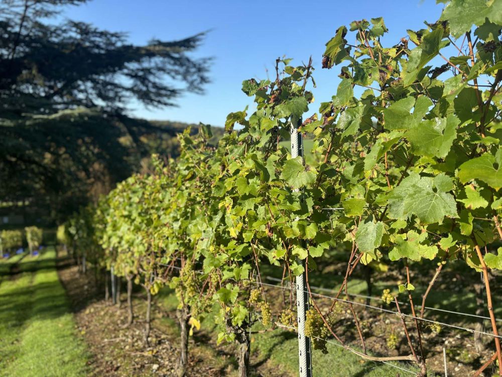 Vineyards with stunning countryside views for film and photoshoot hire (Henley-on-Thames)