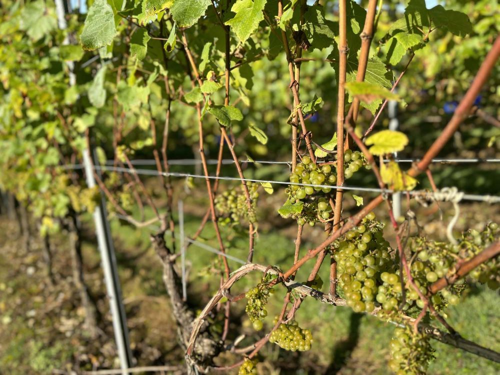 Vineyards with stunning countryside views for film and photoshoot hire (Henley-on-Thames)