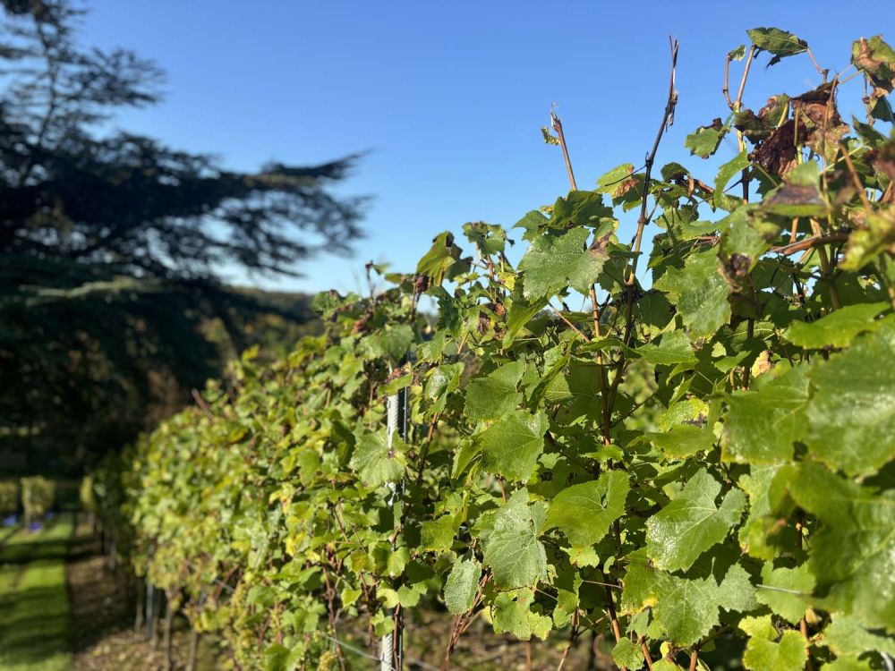 Vineyards with stunning countryside views for film and photoshoot hire (Henley-on-Thames)