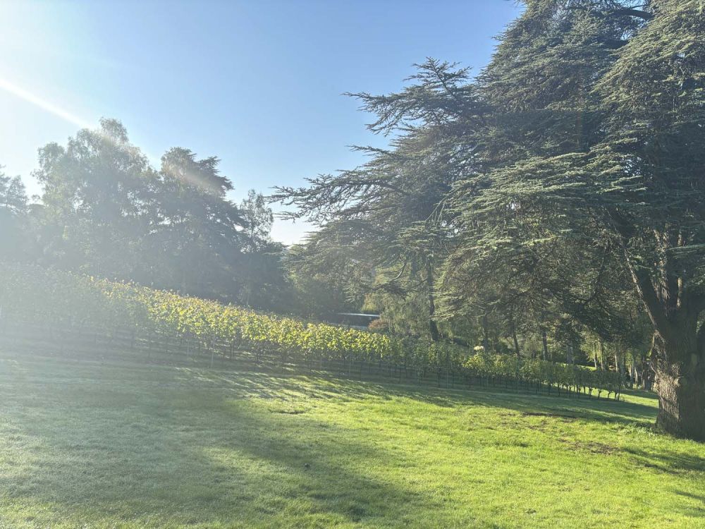 Vineyards with stunning countryside views for film and photoshoot hire (Henley-on-Thames)