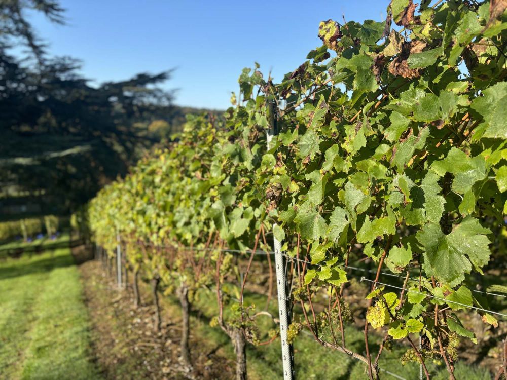 Vineyards with stunning countryside views for film and photoshoot hire (Henley-on-Thames)