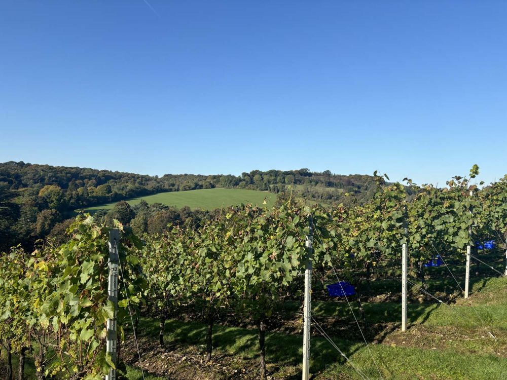 Vineyards with stunning countryside views for film and photoshoot hire (Henley-on-Thames)