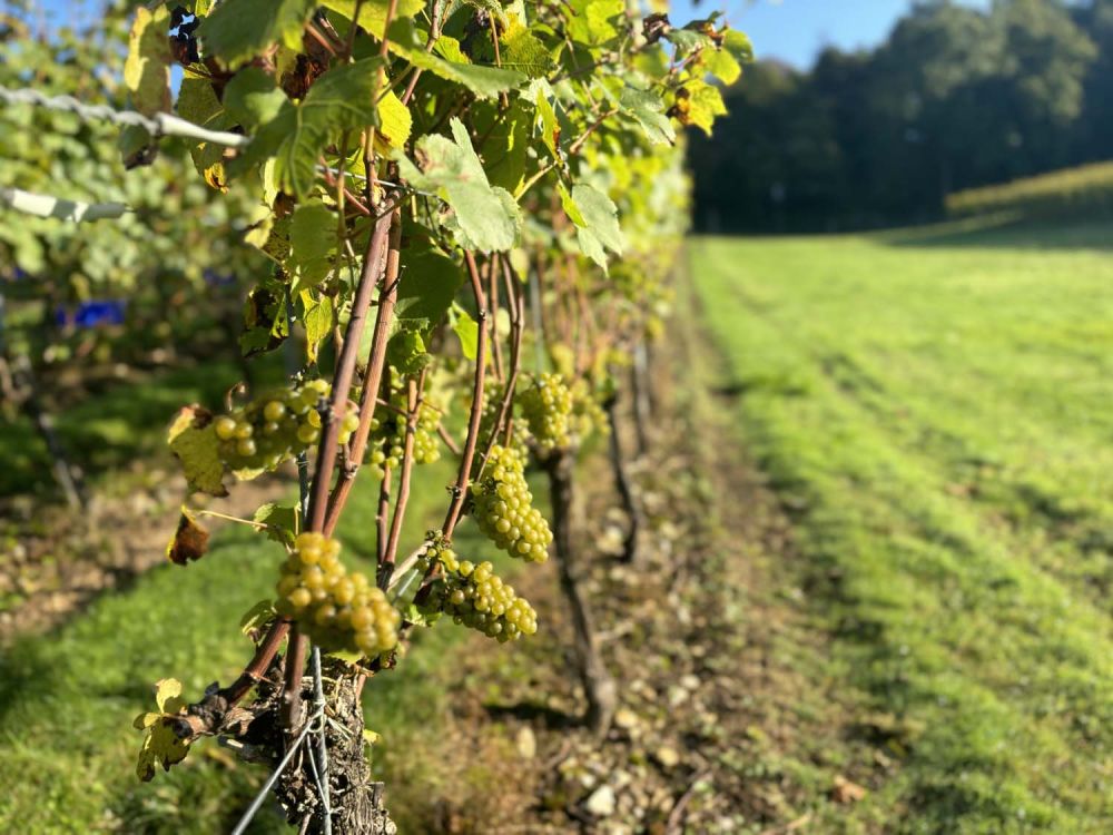 Vineyards with stunning countryside views for film and photoshoot hire (Henley-on-Thames)