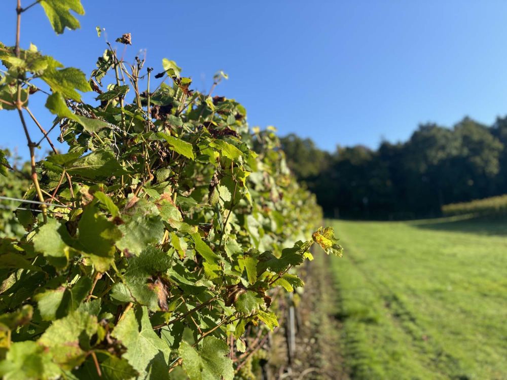 Vineyards with stunning countryside views for film and photoshoot hire (Henley-on-Thames)