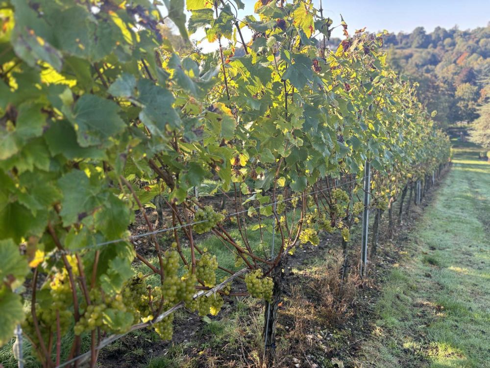 Vineyards with stunning countryside views for film and photoshoot hire (Henley-on-Thames)