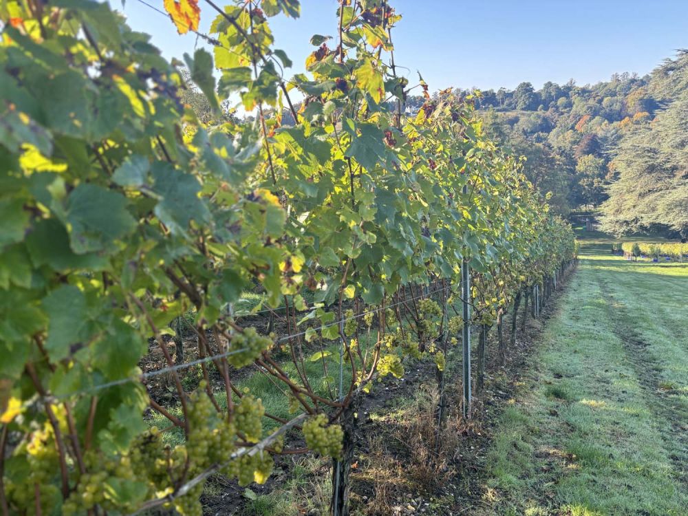 Vineyards with stunning countryside views for film and photoshoot hire (Henley-on-Thames)